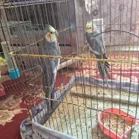 عروس هلندی