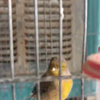 قناری گلاستر|پرنده|شاهین‌شهر, گزبرخوار|دیوار