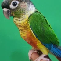 طوطی گرینچینگ گم شده