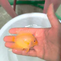 فروش ماهی اسکار و سورم|ماهی|مشهد, انقلاب|دیوار