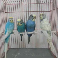 عروس هلندی و مرغ عشق|پرنده|کنارک, |دیوار