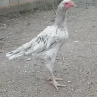 لاری افقان|حیوانات|آق قلا, |دیوار