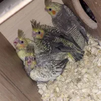 جوجه عروس هلندی