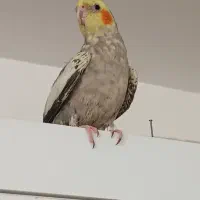 فروش عروس هلندی ماده