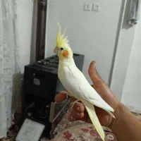 عروس هلندی|پرنده|تهران, تولید دارو|دیوار