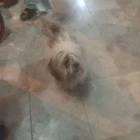 سگ پا کوتاه