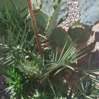 باغچه کوچیک