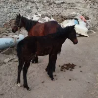 اسب ۳ ساله همراه با کره