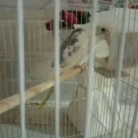 عروس البینو دوکت دستی