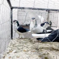 امری شیرازی.