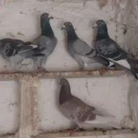 کفتر فروشی|پرنده|بیرجند, |دیوار