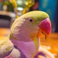 شاه طوطی نر ۱۲ ماهه