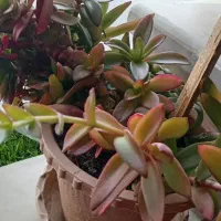 گل و گیاه|گل و گیاه طبیعی|اردبیل, |دیوار