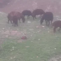 کره گوسفندی سرخس