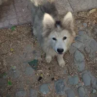 سگ هاسکی