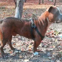 سگ پیت بول یک ساله سالم وسرحال * (فروش و معاوضه)|سگ|طرقبه, |دیوار