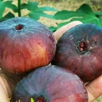 پیشفروش نهال انجیر یزدی|خدمات باغبانی و درختکاری|ماهنشان, |دیوار