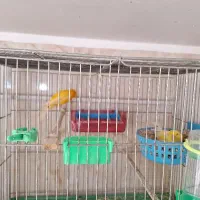 قناری سوپر با تخم