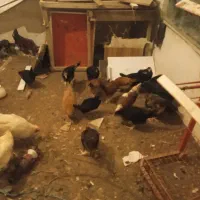 جوجه 3ماهه|حیوانات مزرعه|تربت‌حیدریه, کوی شهید احمدزاده ملکی|دیوار