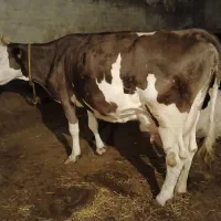 گاو با گوساله نر