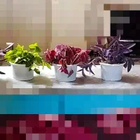 بیدی سبز و بنفش و حسن یوسف