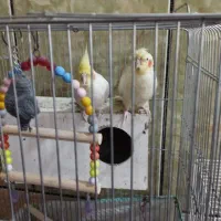 پرنده ها سالم وخونگی هستن به  حالته. جا میفرشم