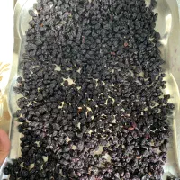 کشمش کاشمر داخل دانشگاه حکیم|خوردنی و آشامیدنی|سبزوار, توحیدشهر|دیوار