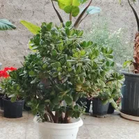 گل یشمی
