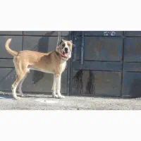 سگ خراسانی نر نسل پلنگ پورحاتم|سگ|ماهدشت, |دیوار