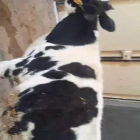 گوساله ماده جنس عالی