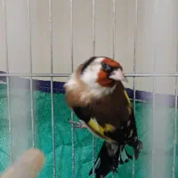 سهره نر|پرنده|همدان, |دیوار