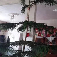 دوتاگل یکی مطبخ ویکی بنجامین هرکدام چهارمیلیون|گل و گیاه طبیعی|میاندوآب, |دیوار