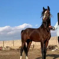 سن ۵.۶|اسب و تجهیزات اسبسواری|بازرگان, |دیوار