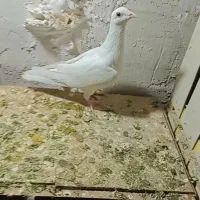 کبوتر زرد خیلی ناز|پرنده|محمدشهر, ولدآباد|دیوار