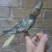عروس هلندی