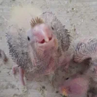 جوجه عروس هلندی