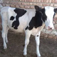 نیازمند کارگر گاوداری شبانه روزی