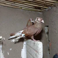 کبوتر رنگی سرخ دم سفید