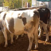 گاو سیمنتال