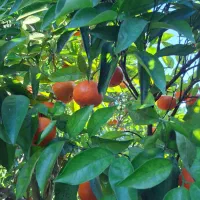 پرتغال تامسون سر باغ برگ چین|عمده‌فروشی|بهنمیر, |دیوار