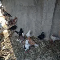 کفتر گرفتنی رو ساختمون بلند