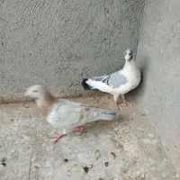 کبوتر|حیوانات|سبزوار, چهارراه فرودگاه|دیوار