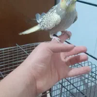 نروماده عروس هلندی دستی|پرنده|کاشان, فاز ۲ ناجی آباد|دیوار