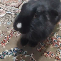 خرگوش بازیگوش