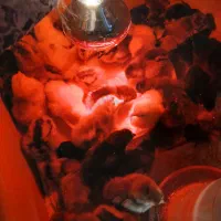 فروش جوجه محلی کرچو در بندرانزلی