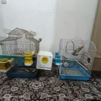 6عددعروس هلندی