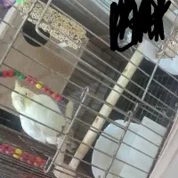 عروس هلندی لوتینو