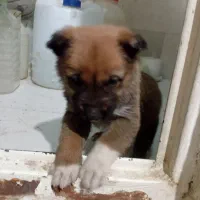 توله خراسانی.سرابی