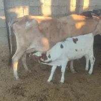 فروش گاو زاییده|حیوانات مزرعه|بندر کنگان, |دیوار