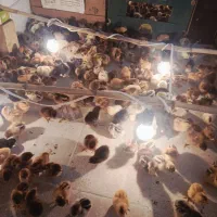 گلپایگانی اصلاح نژاد شده درجه یک ۱۲روزه زیر قیمت